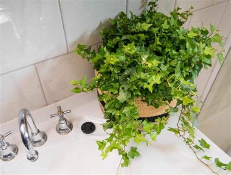 適合放在浴室的植物 夢到抱小孩